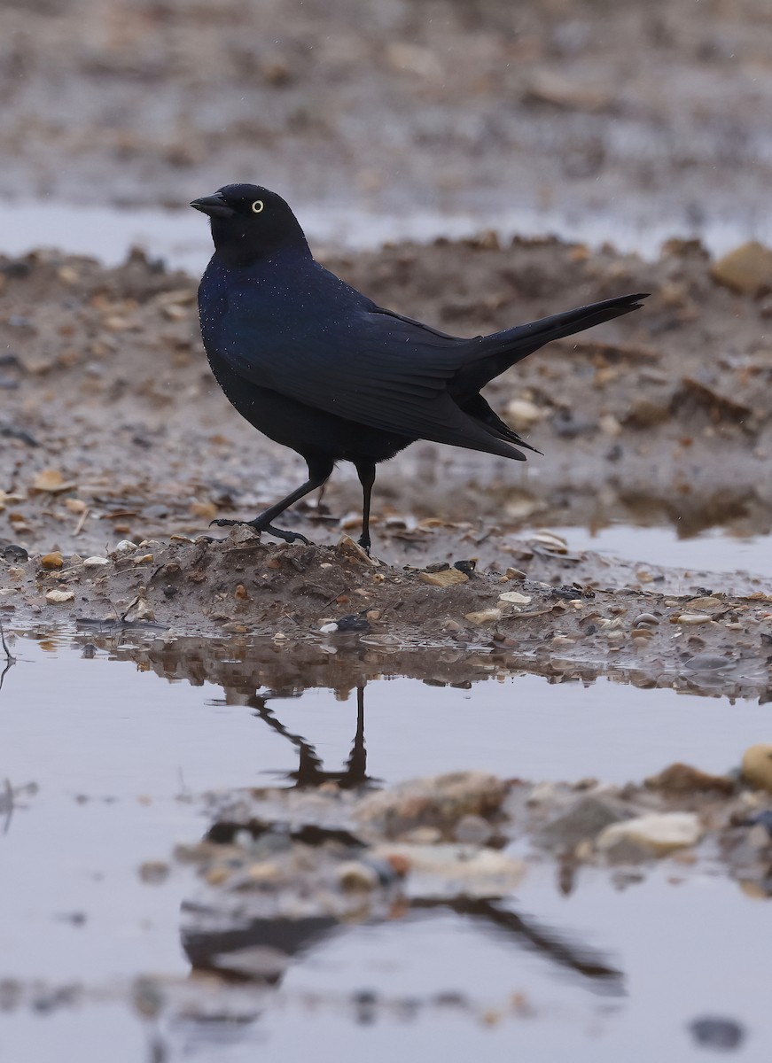 Brewer's Blackbird - ML634182610