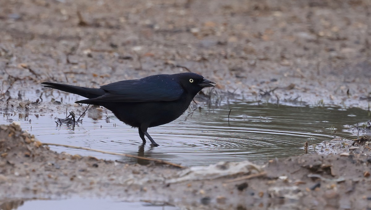 Brewer's Blackbird - ML634182613
