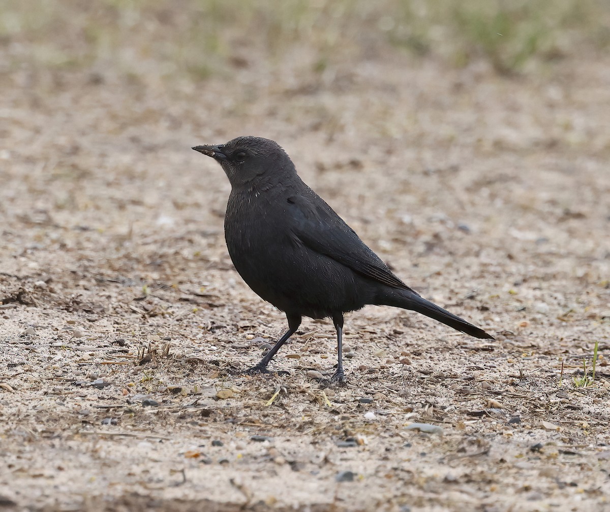 Brewer's Blackbird - ML634182617