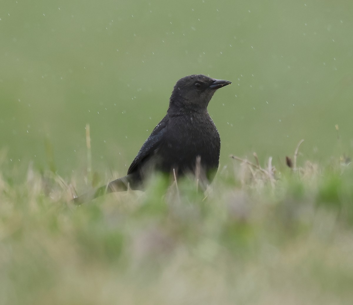 Brewer's Blackbird - ML634182620