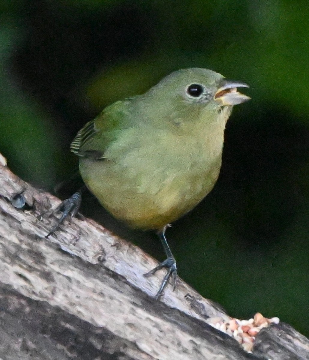 Ruby-crowned Kinglet - ML634182624