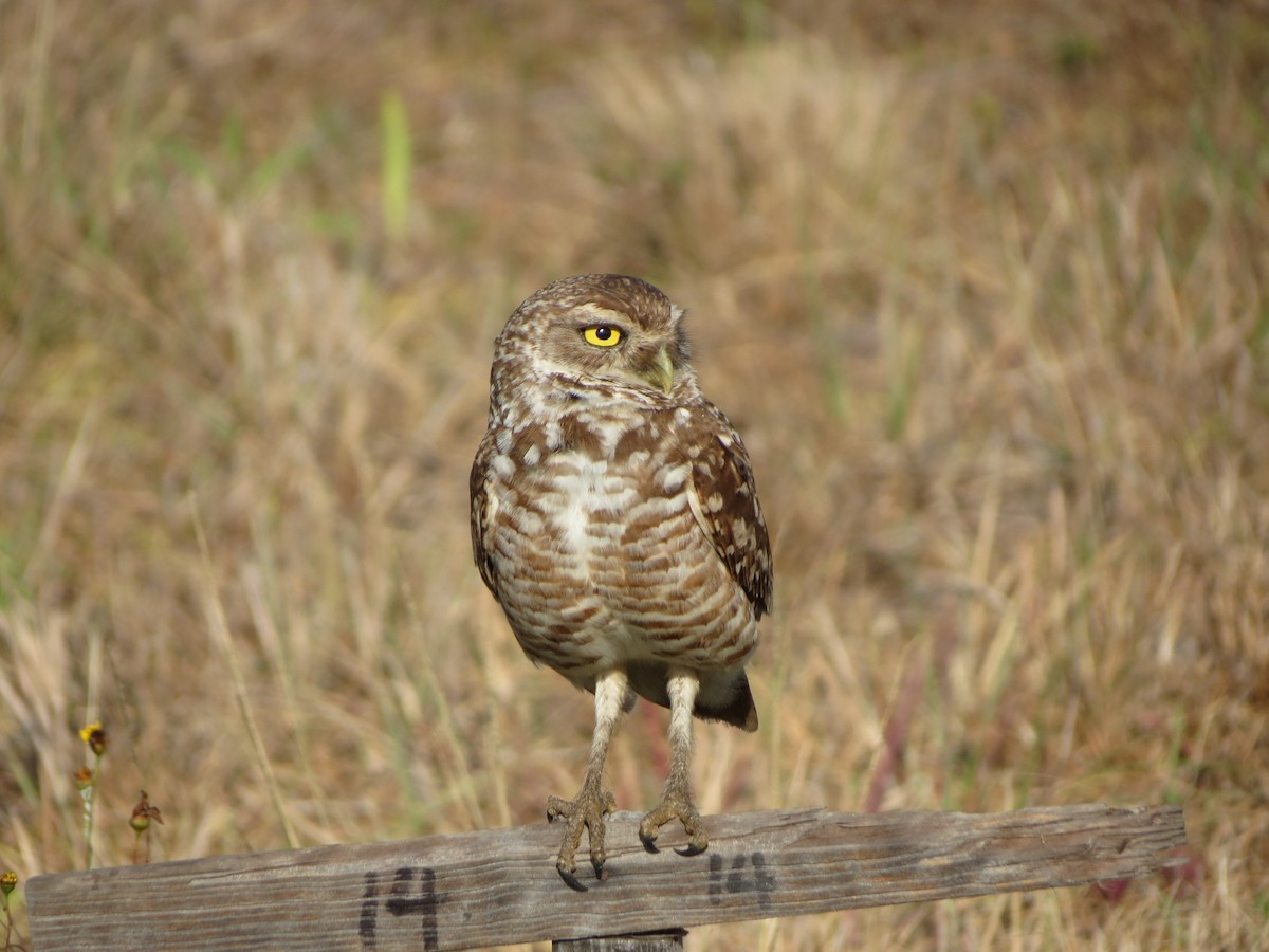 Burrowing Owl - ML634182664