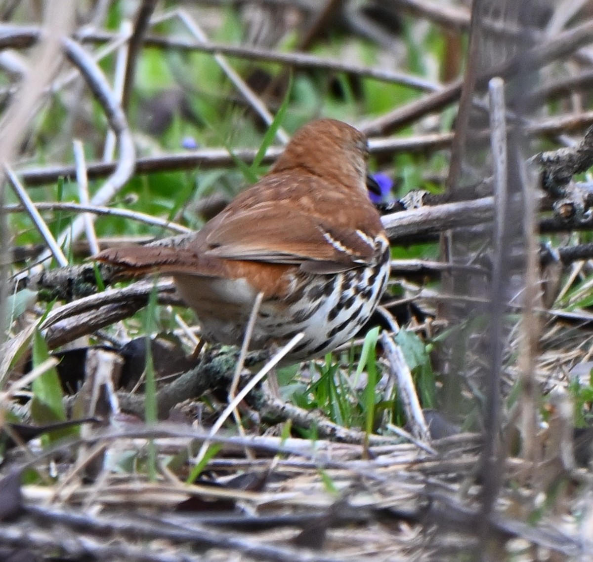 Brown Thrasher - ML634182676
