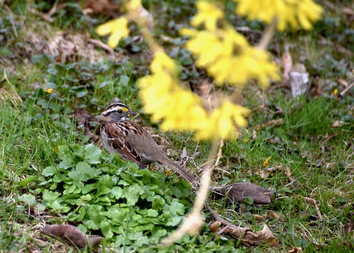 White-throated Sparrow - ML634182733