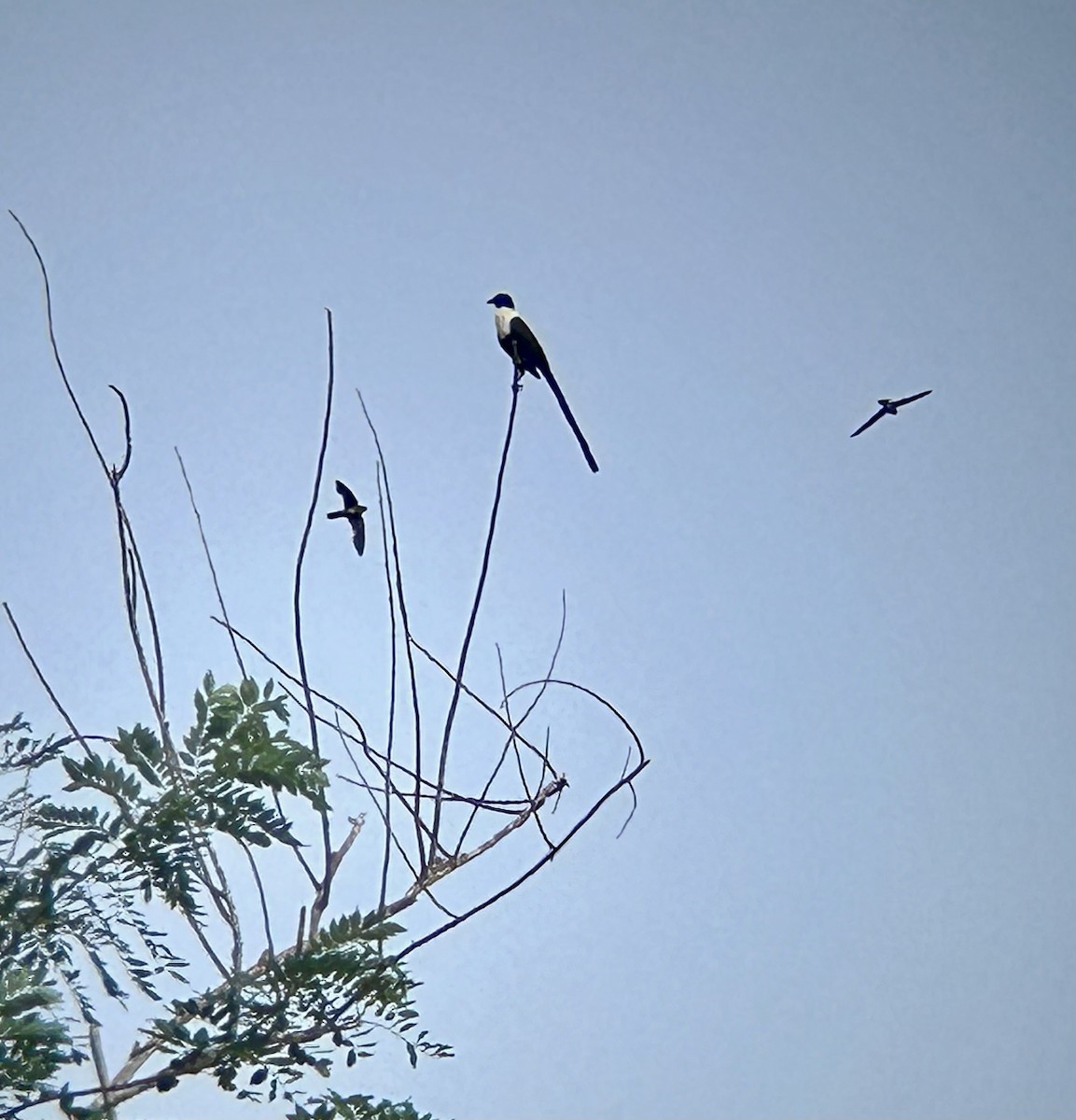 White-necked Myna - ML634182743