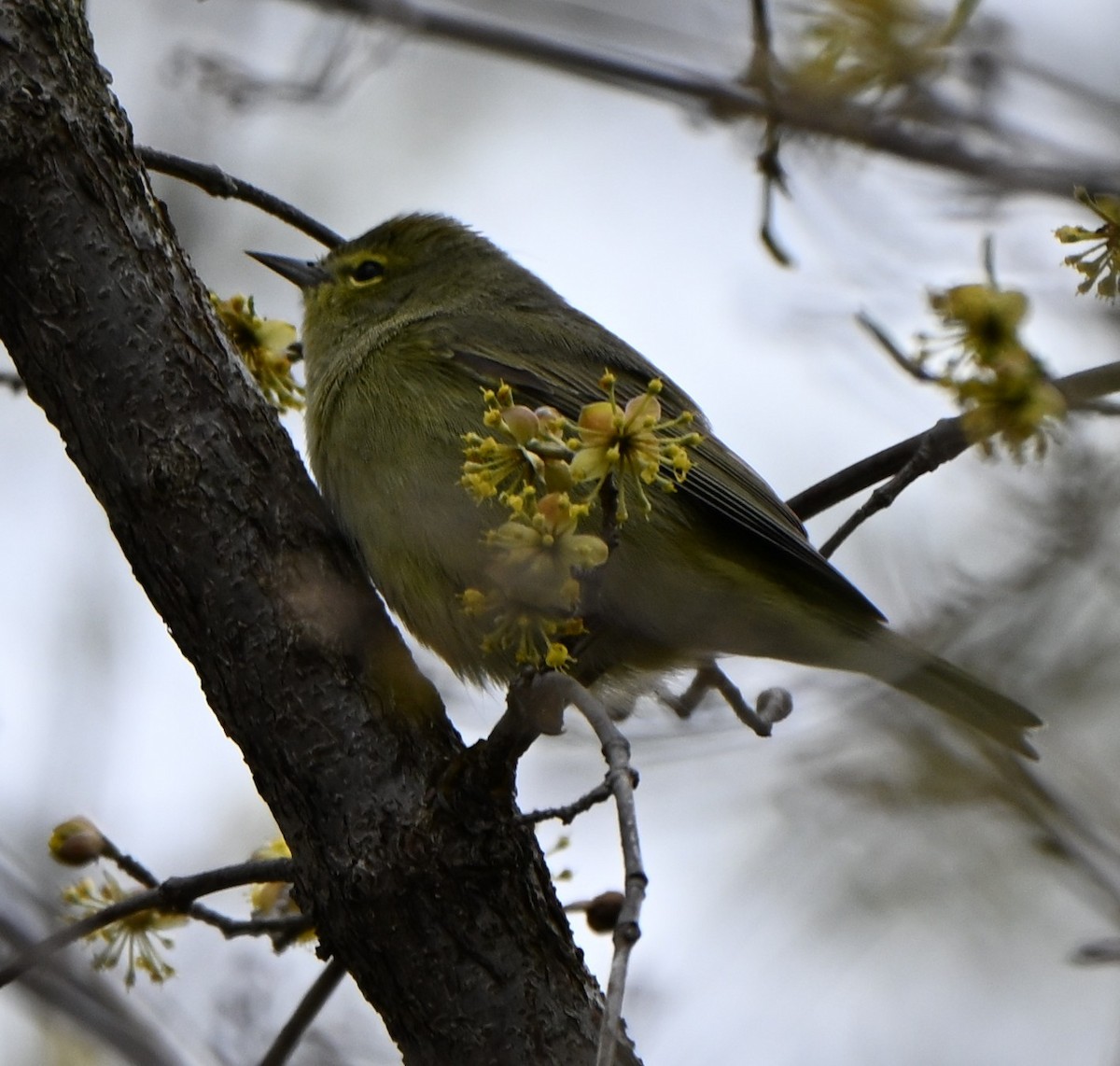 Orange-crowned Warbler - ML634182745