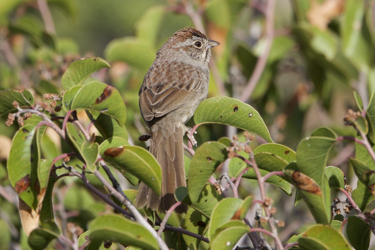 Rufous-crowned Sparrow - ML634182777
