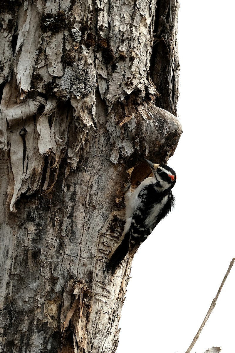 Hairy Woodpecker - ML634182785