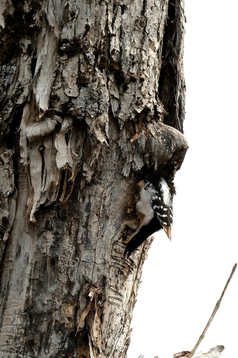 Hairy Woodpecker - ML634182786