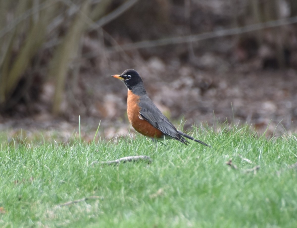 Zozo papargorria - ML634182787