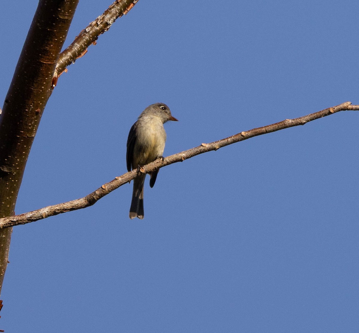 Solitaire de Cuba - ML634182809