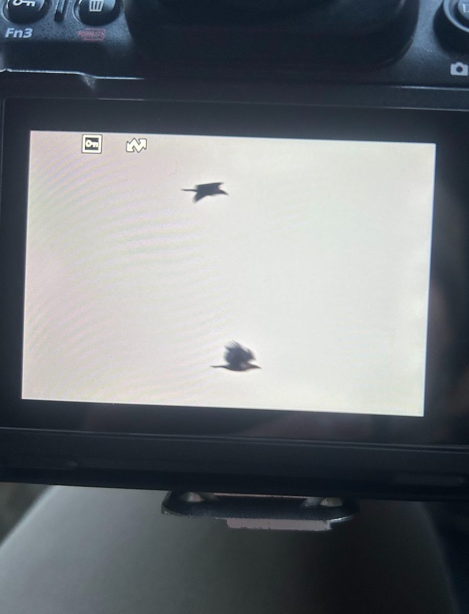 Common Raven - ML634182882