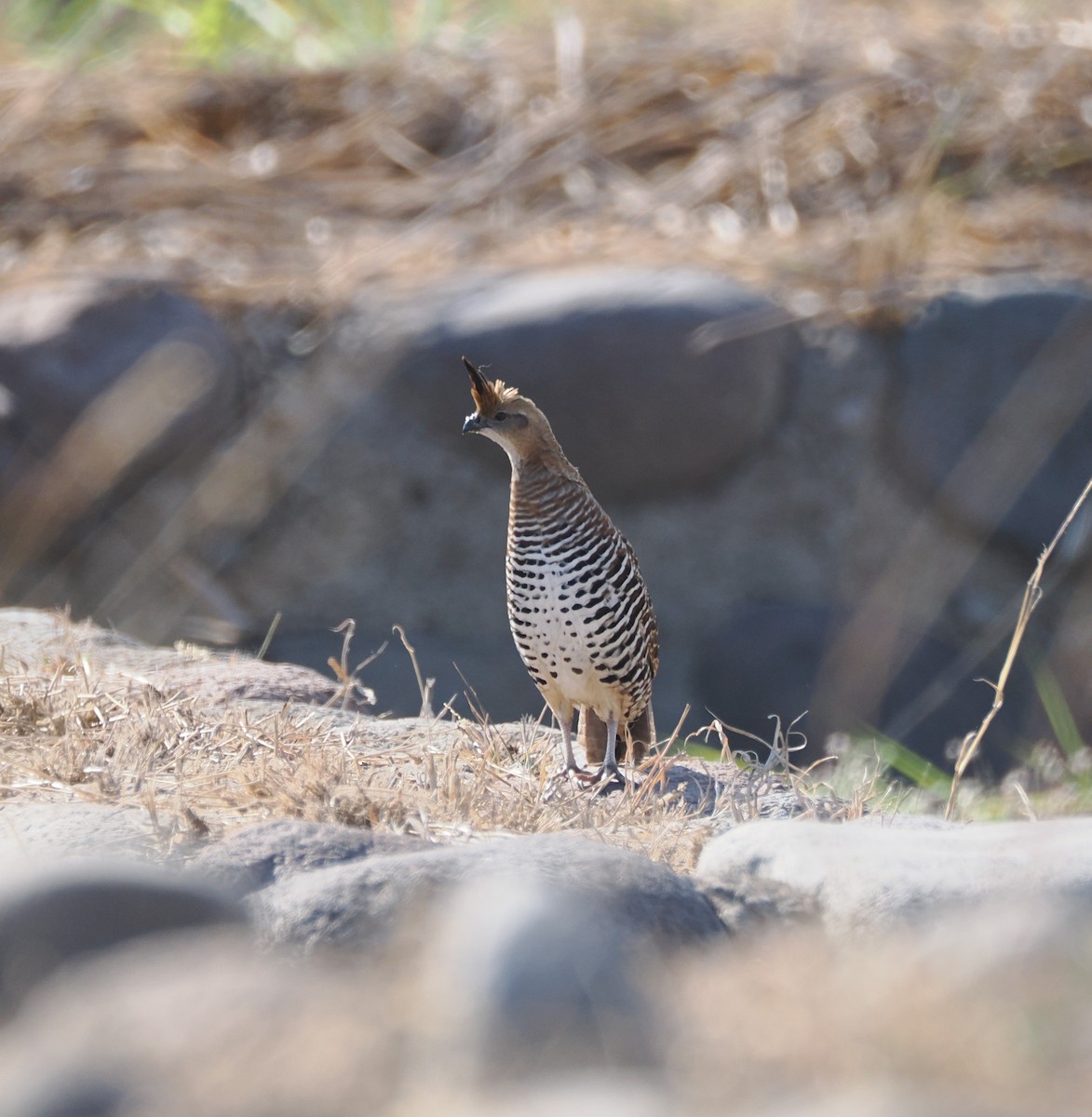 Banded Quail - ML634182900