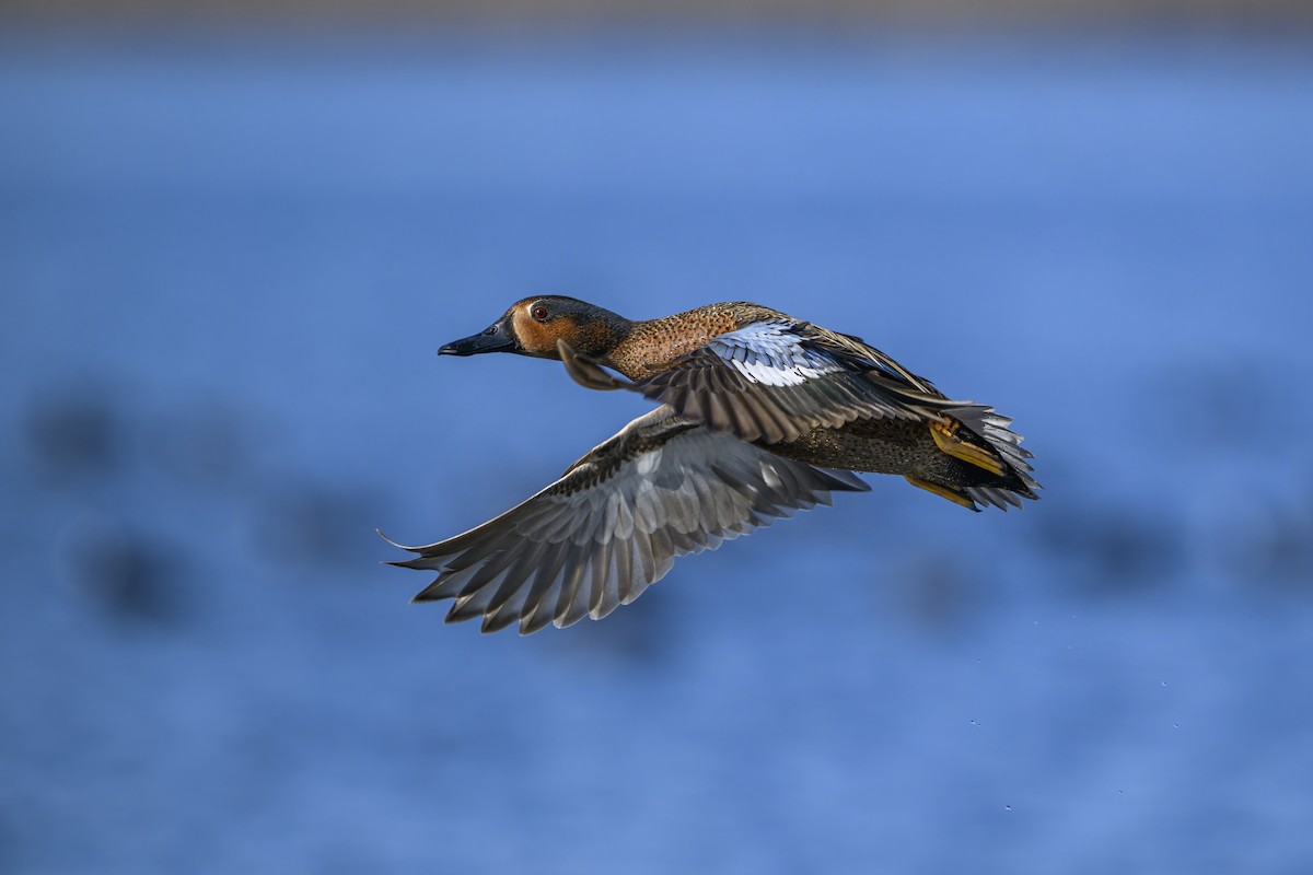 Blue-winged x Cinnamon Teal (hybrid) - ML634182908