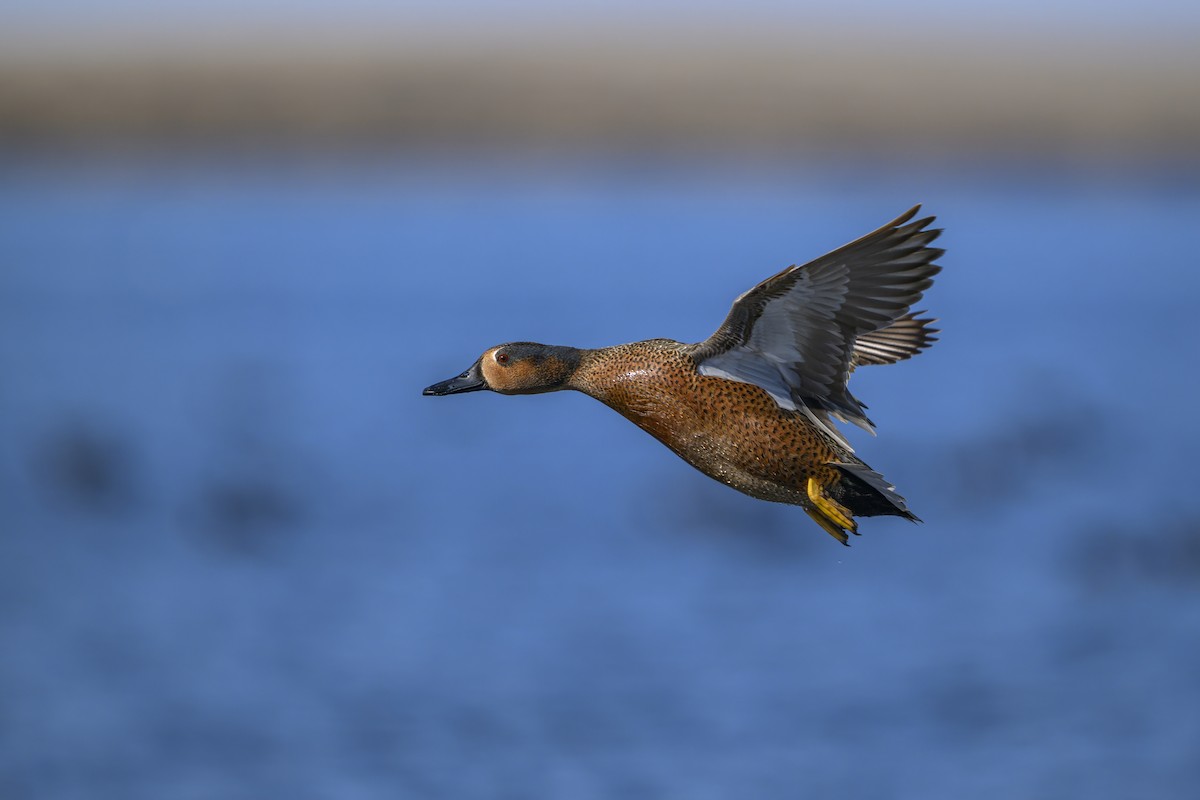 Blue-winged x Cinnamon Teal (hybrid) - ML634182909