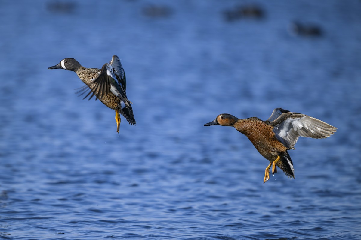 Blue-winged x Cinnamon Teal (hybrid) - ML634182910