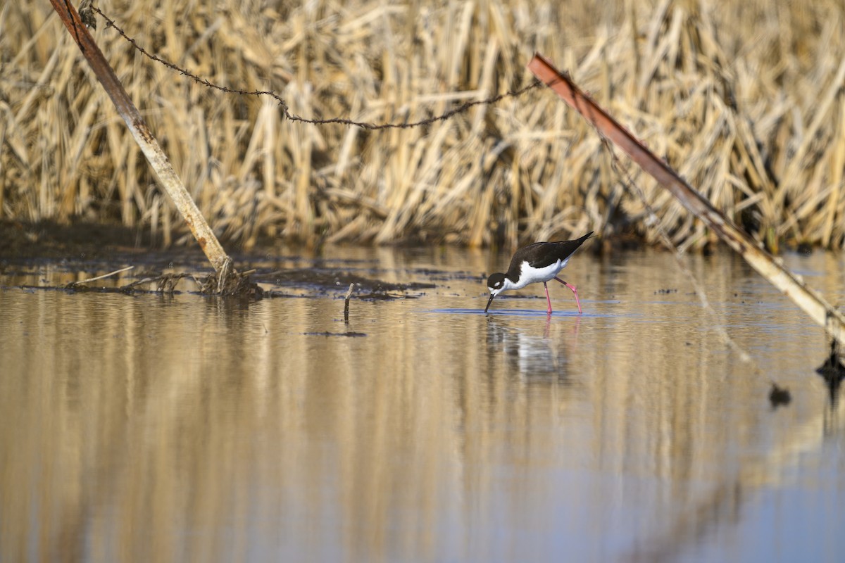 Black-necked Stilt - ML634182940
