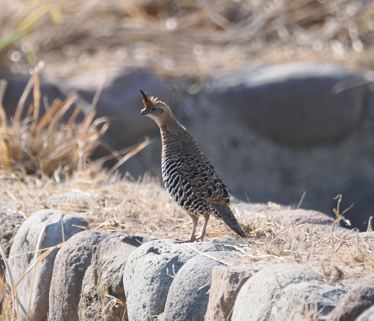 Banded Quail - ML634182943