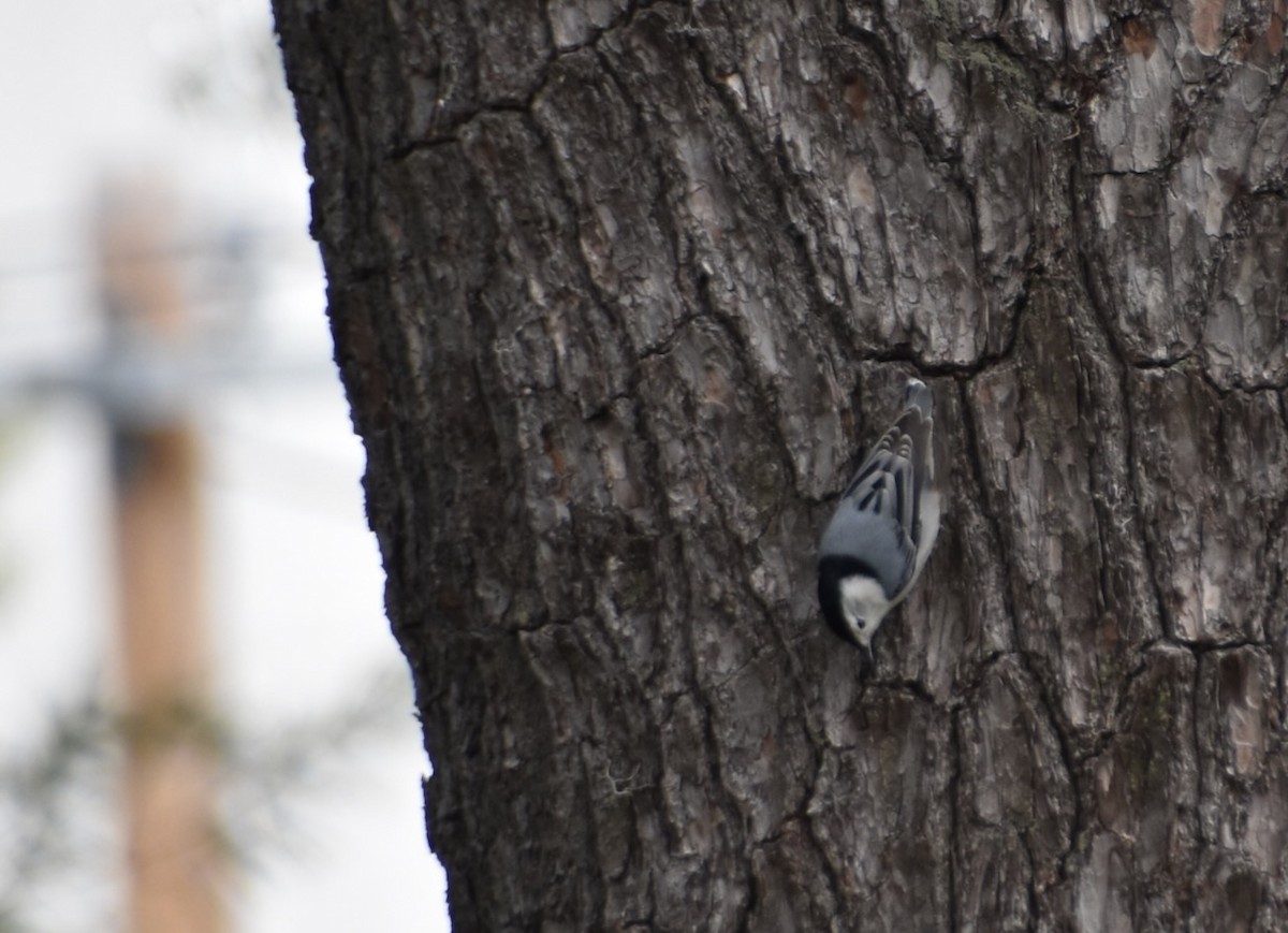 White-breasted Nuthatch - ML634182946