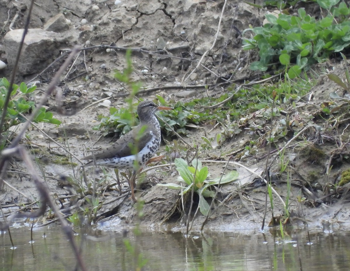 Spotted Sandpiper - ML634182962