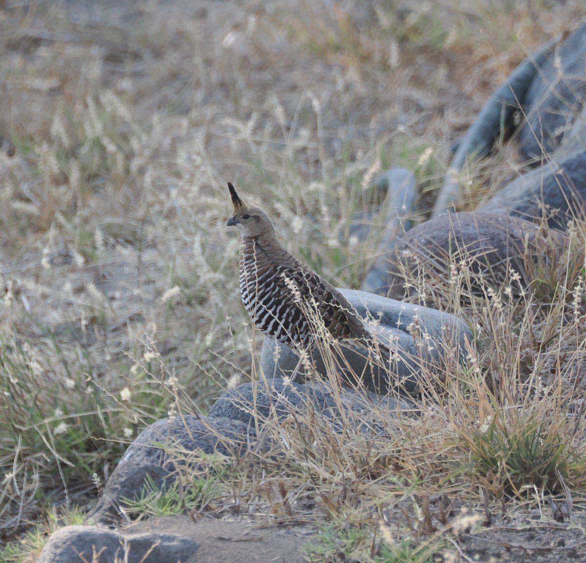 Banded Quail - ML634182974