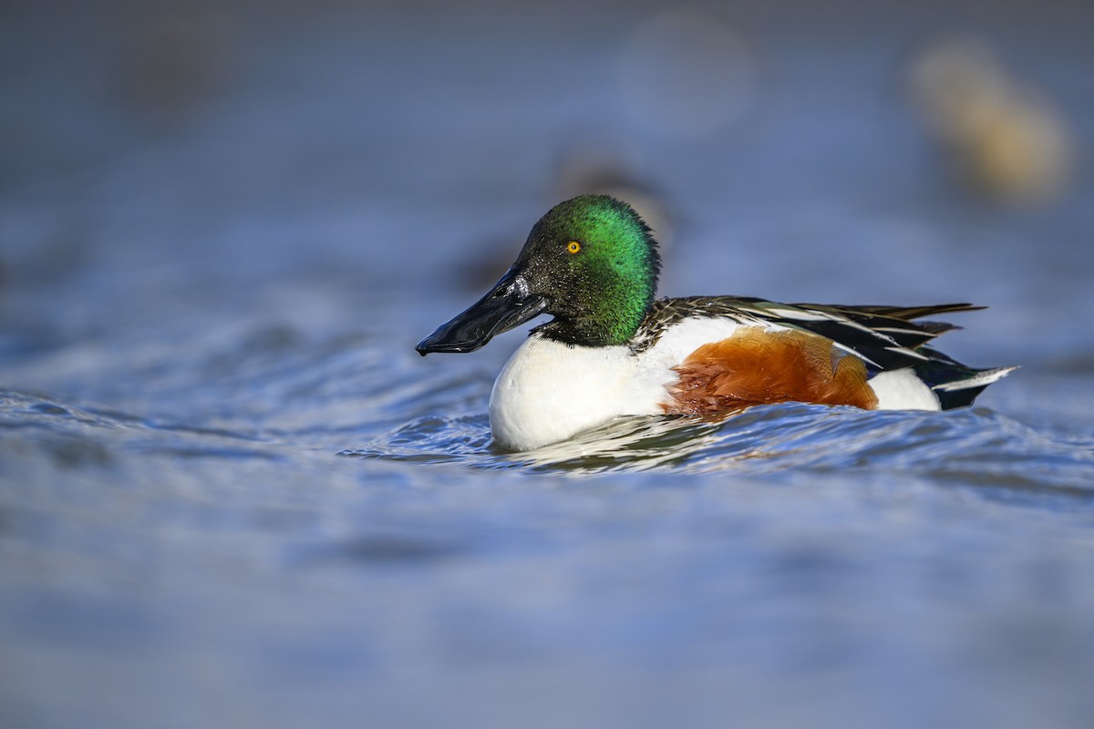 Northern Shoveler - ML634182979