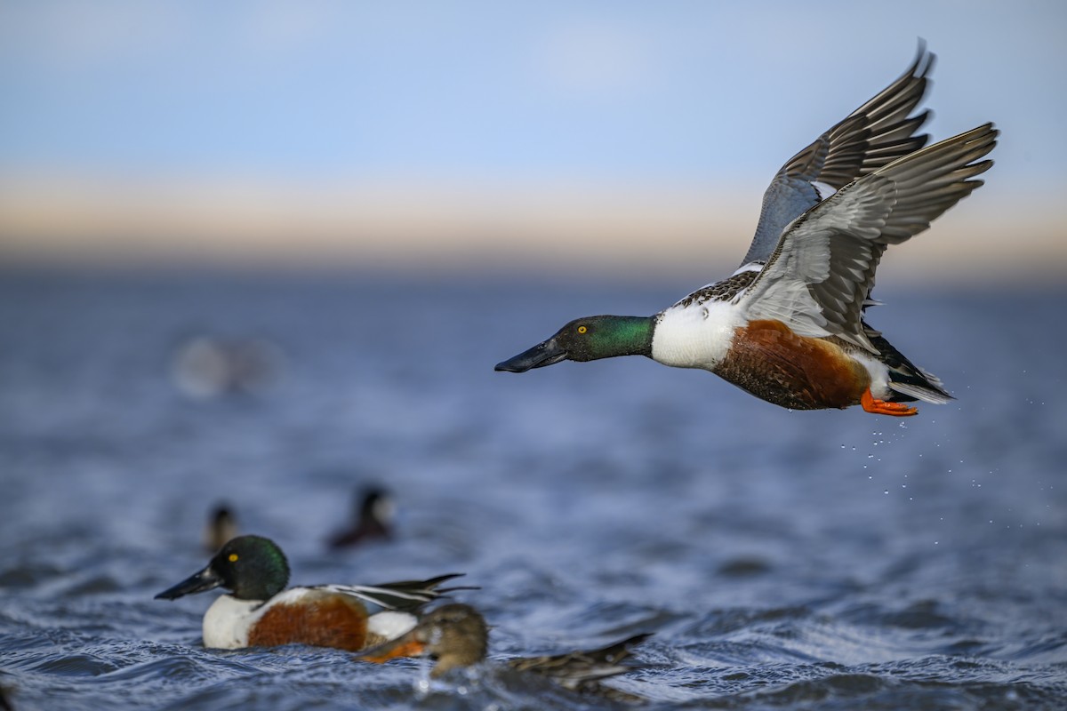 Northern Shoveler - ML634182980