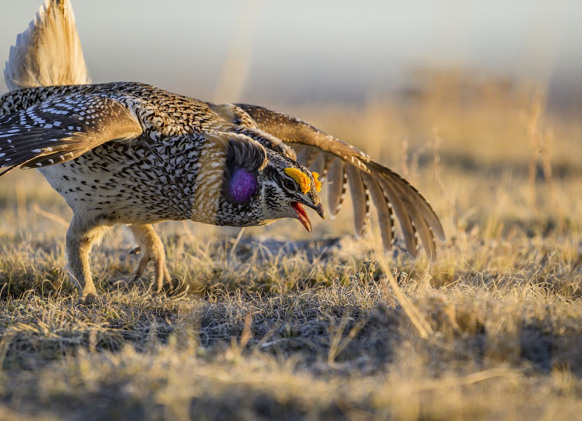 Sharp-tailed Grouse - ML634183023
