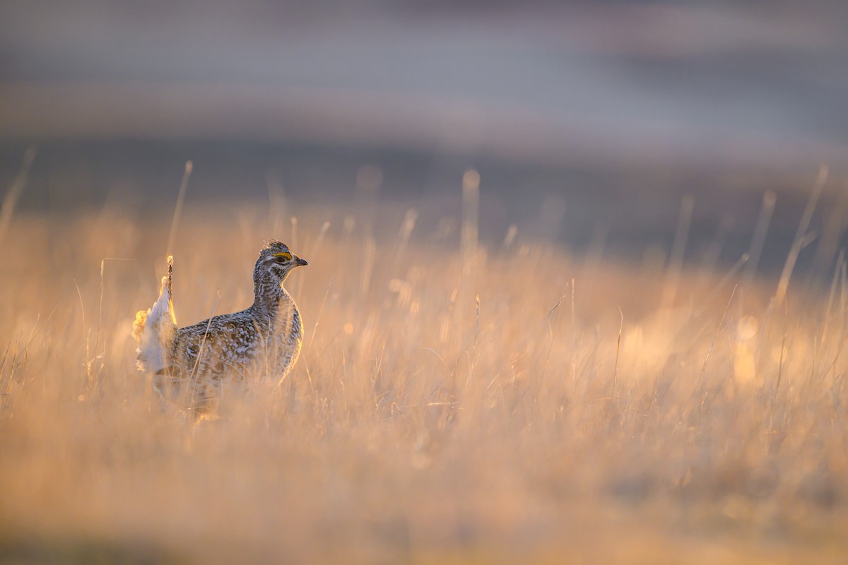 Sharp-tailed Grouse - ML634183024