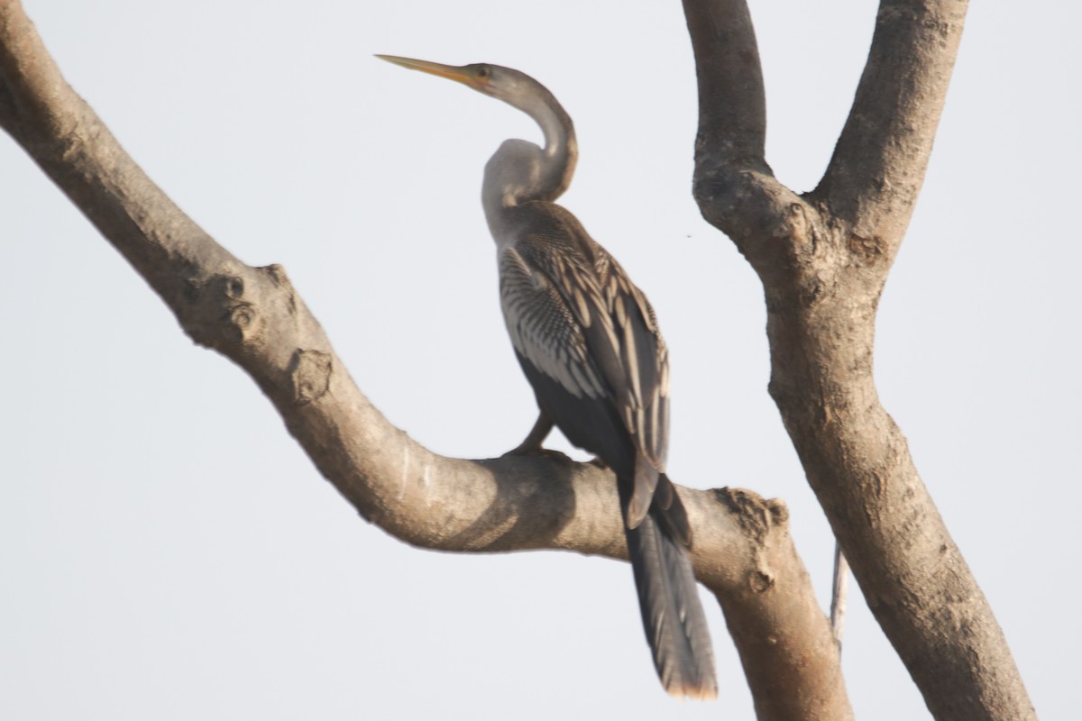 Anhinga - ML634183080