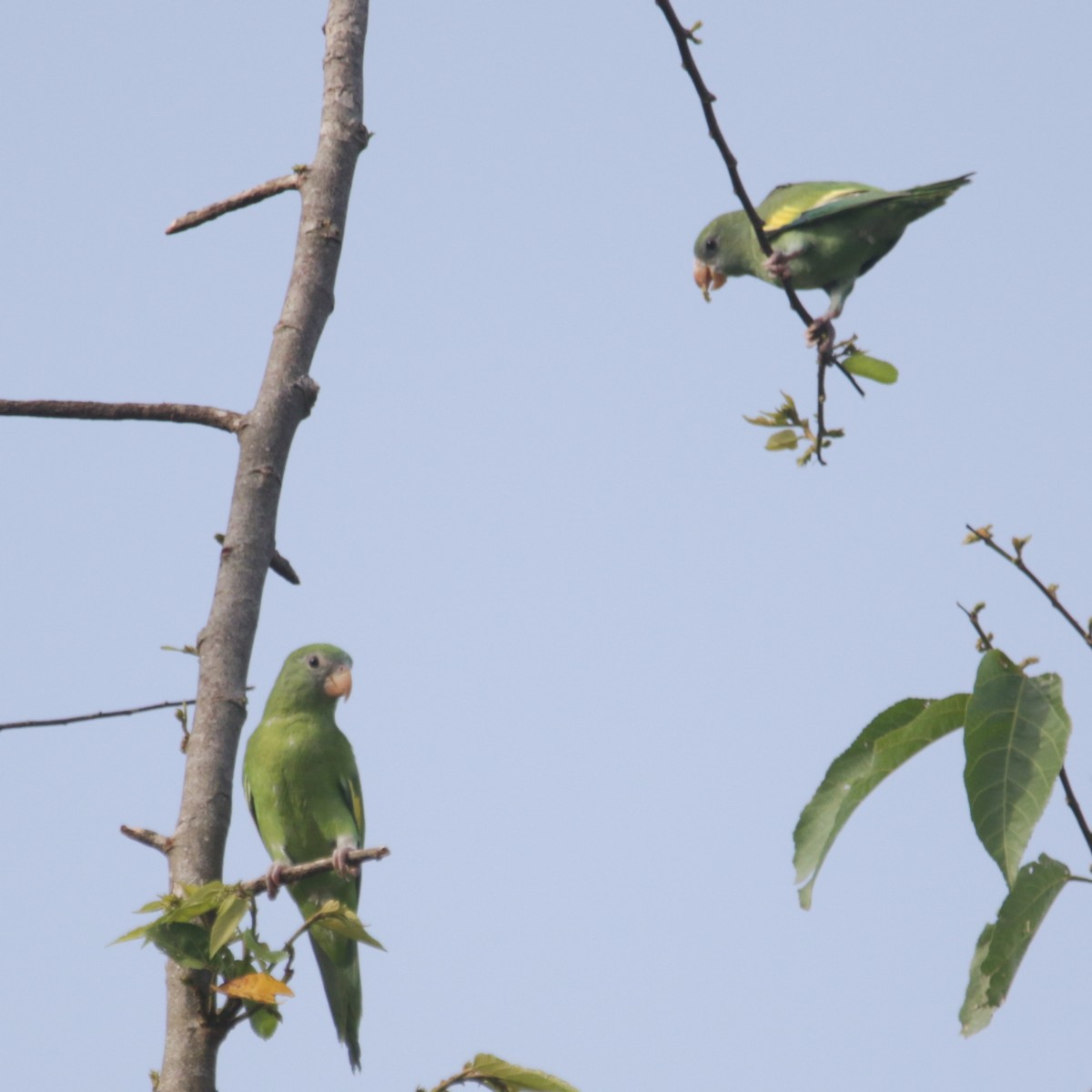 White-winged Parakeet - ML634183130
