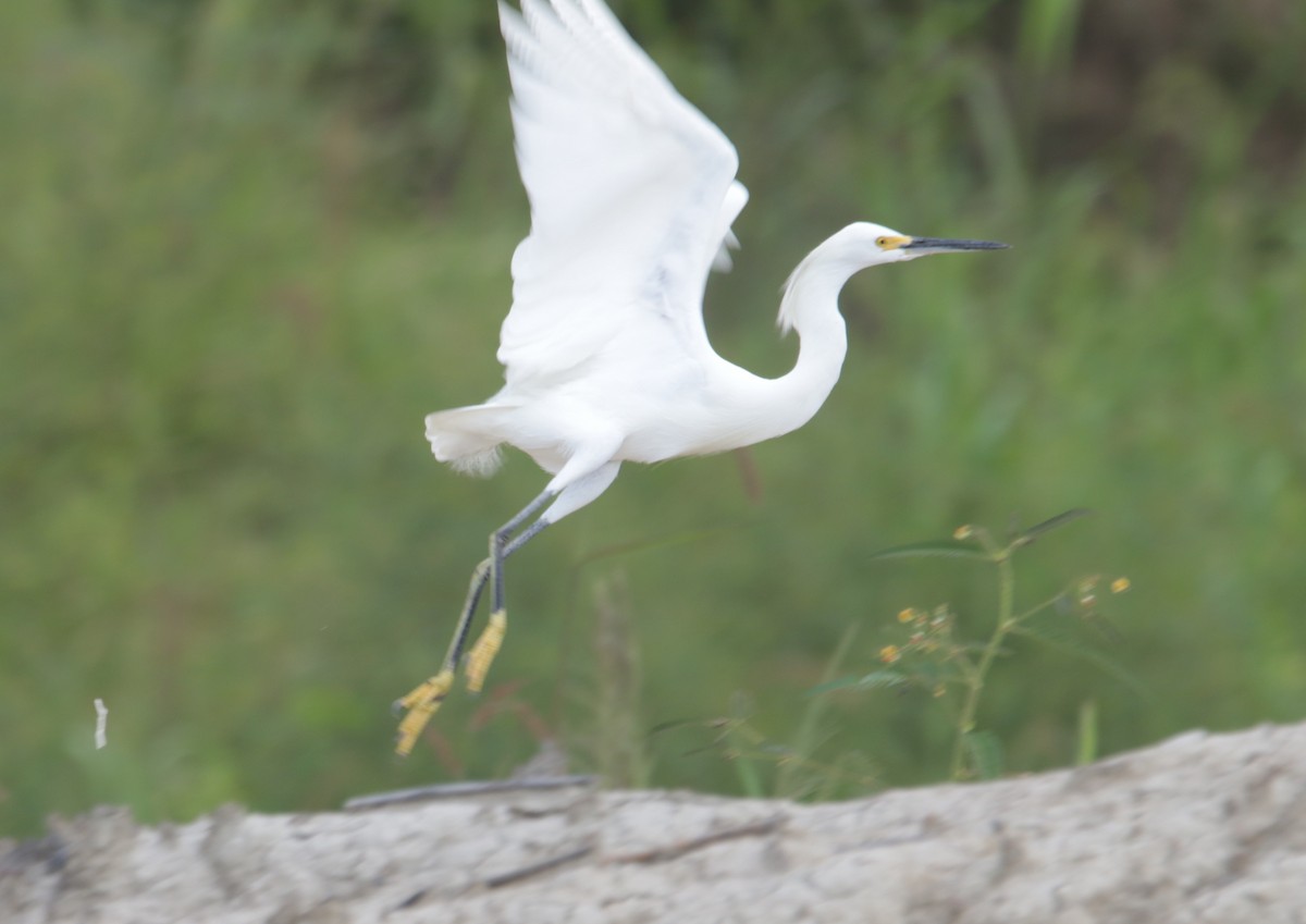 Snowy Egret - ML634183189