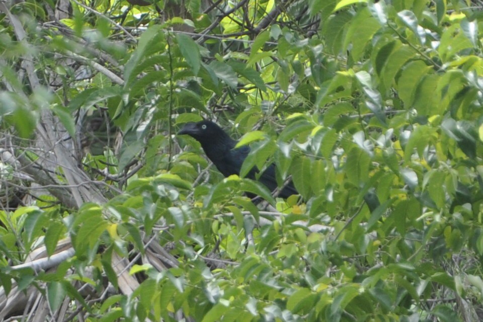 Greater Ani - ML634183212