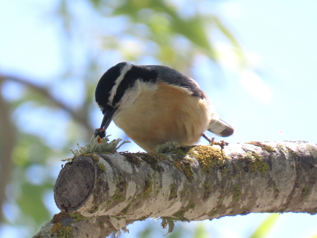 Red-breasted Nuthatch - ML634183235