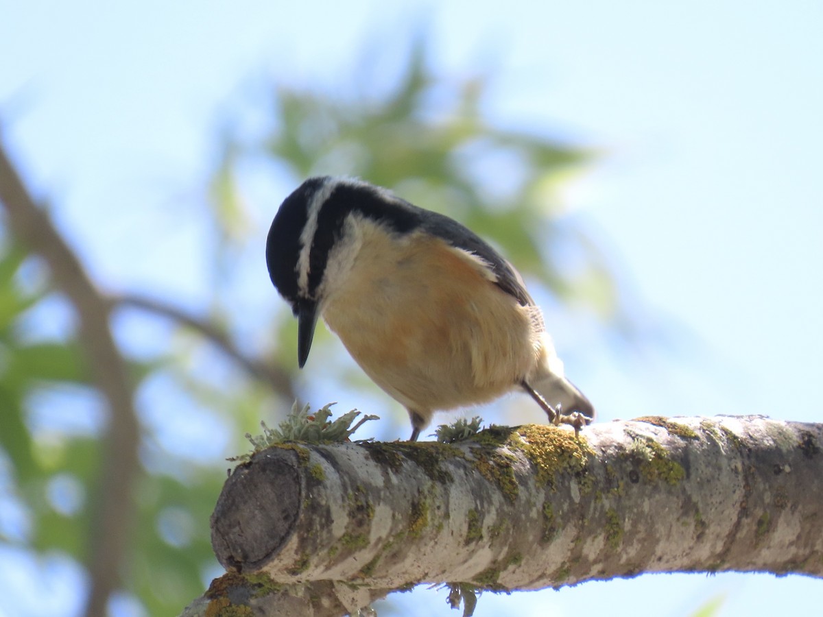 Red-breasted Nuthatch - ML634183237