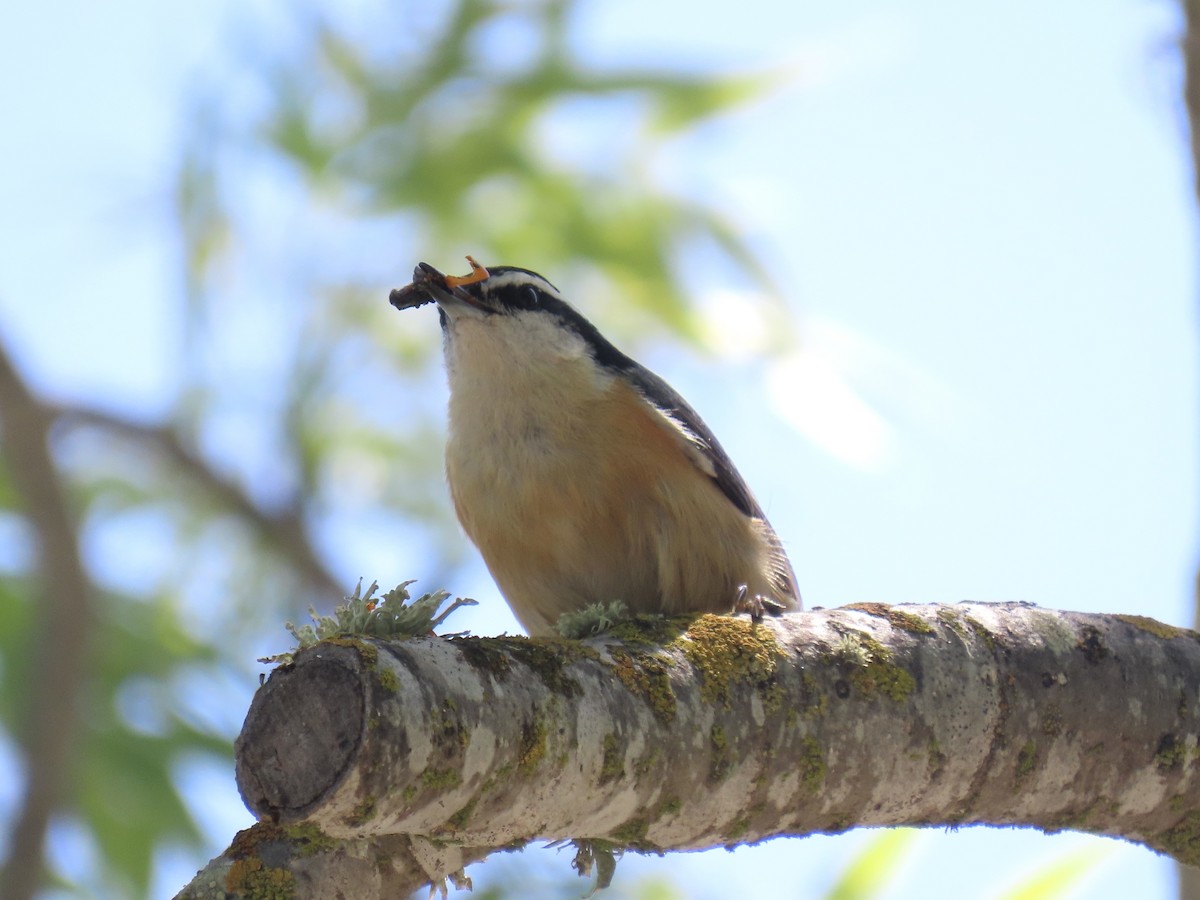 Red-breasted Nuthatch - ML634183238