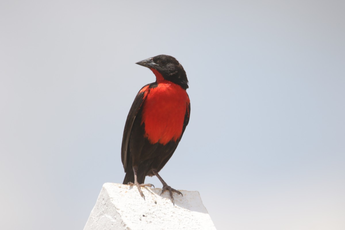 Red-breasted Meadowlark - ML634183242