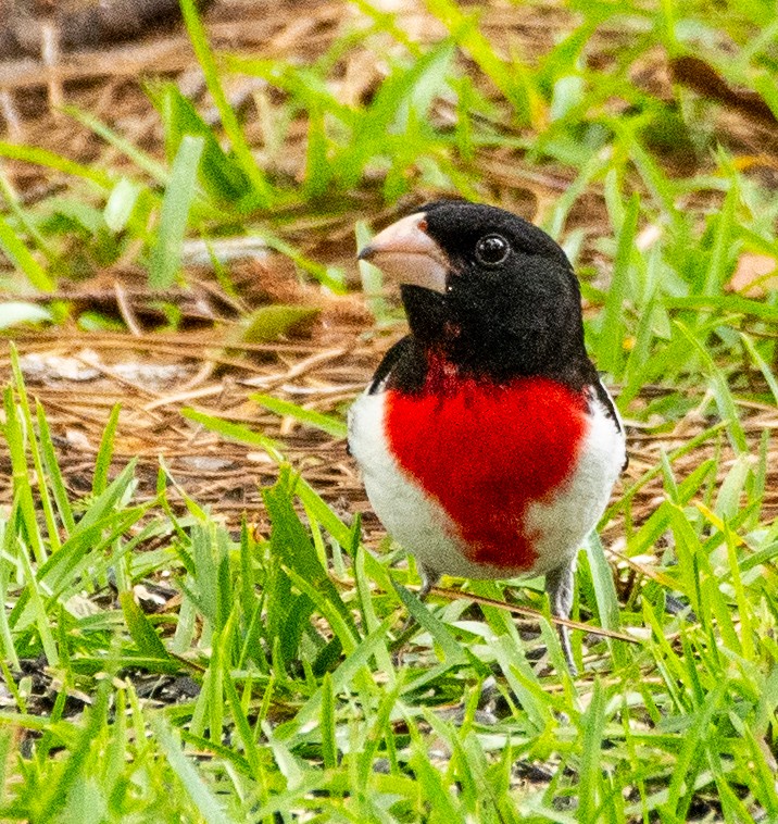 Rose-breasted Grosbeak - ML634183339