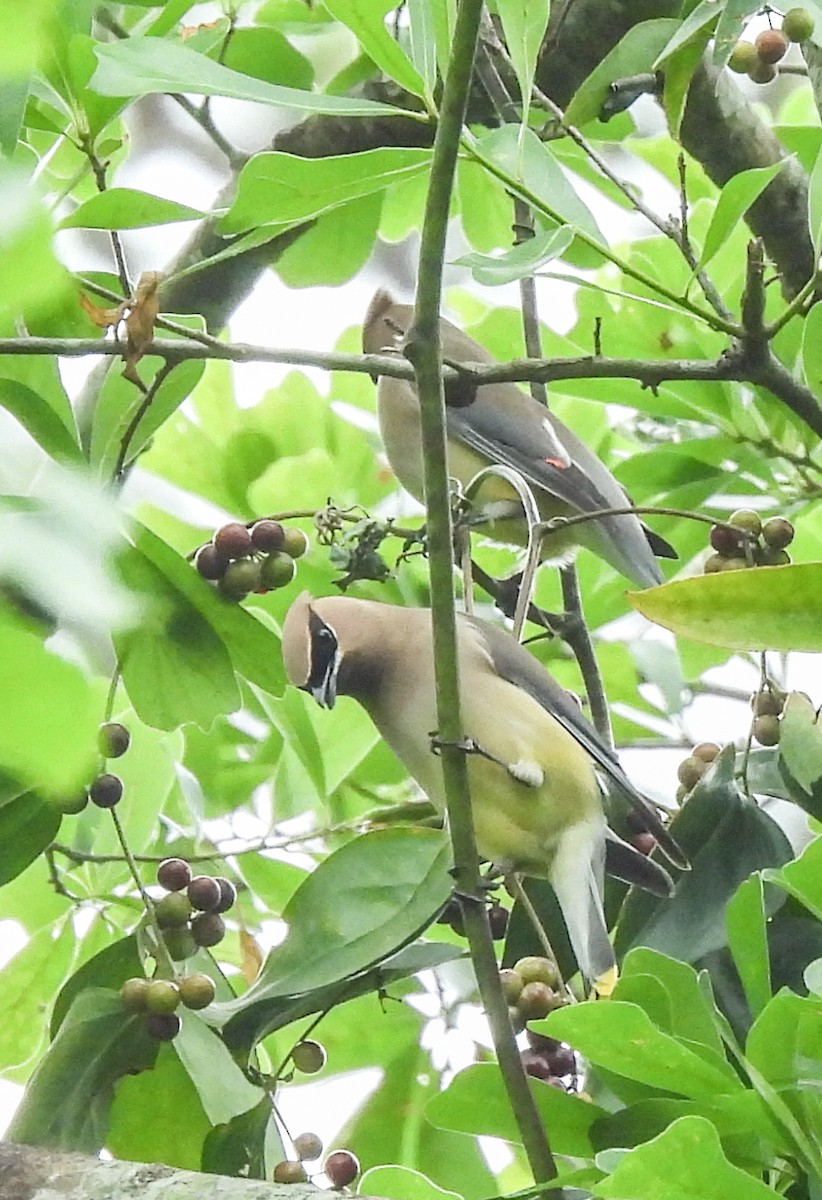 Cedar Waxwing - ML634183436