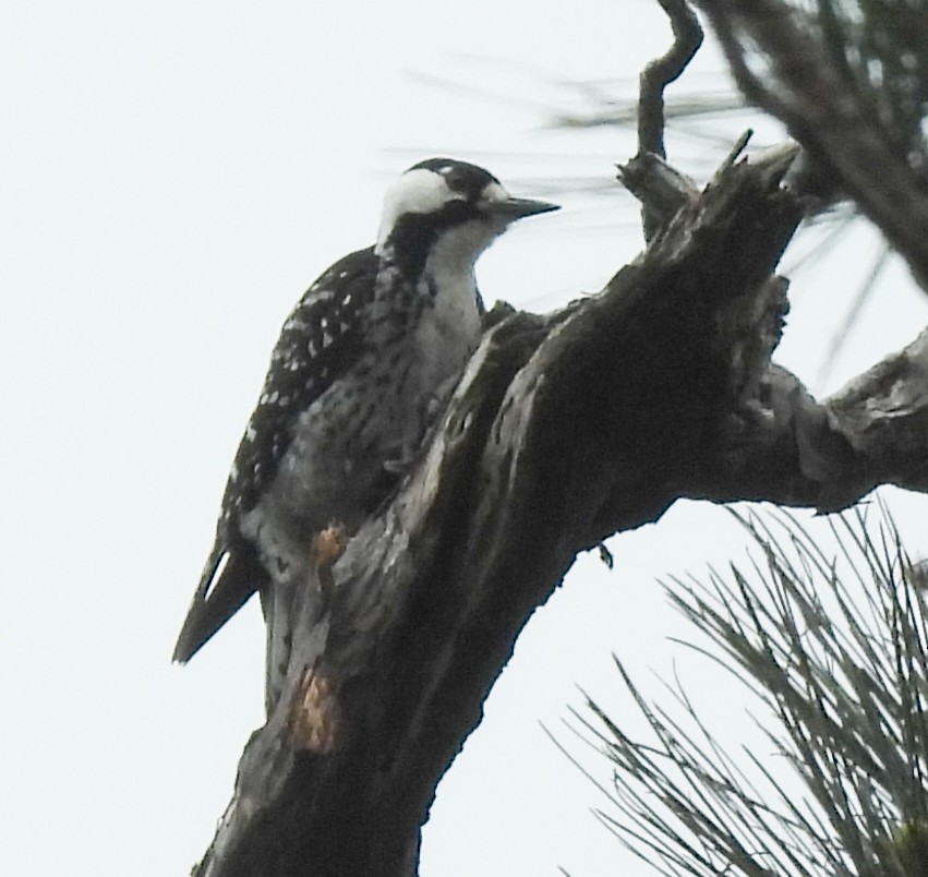 Red-cockaded Woodpecker - ML634183460