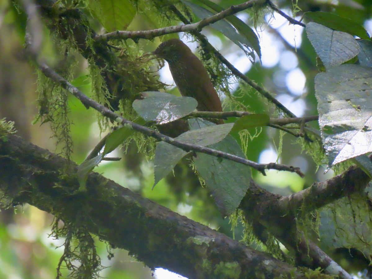 Montane Woodcreeper - ML634183463