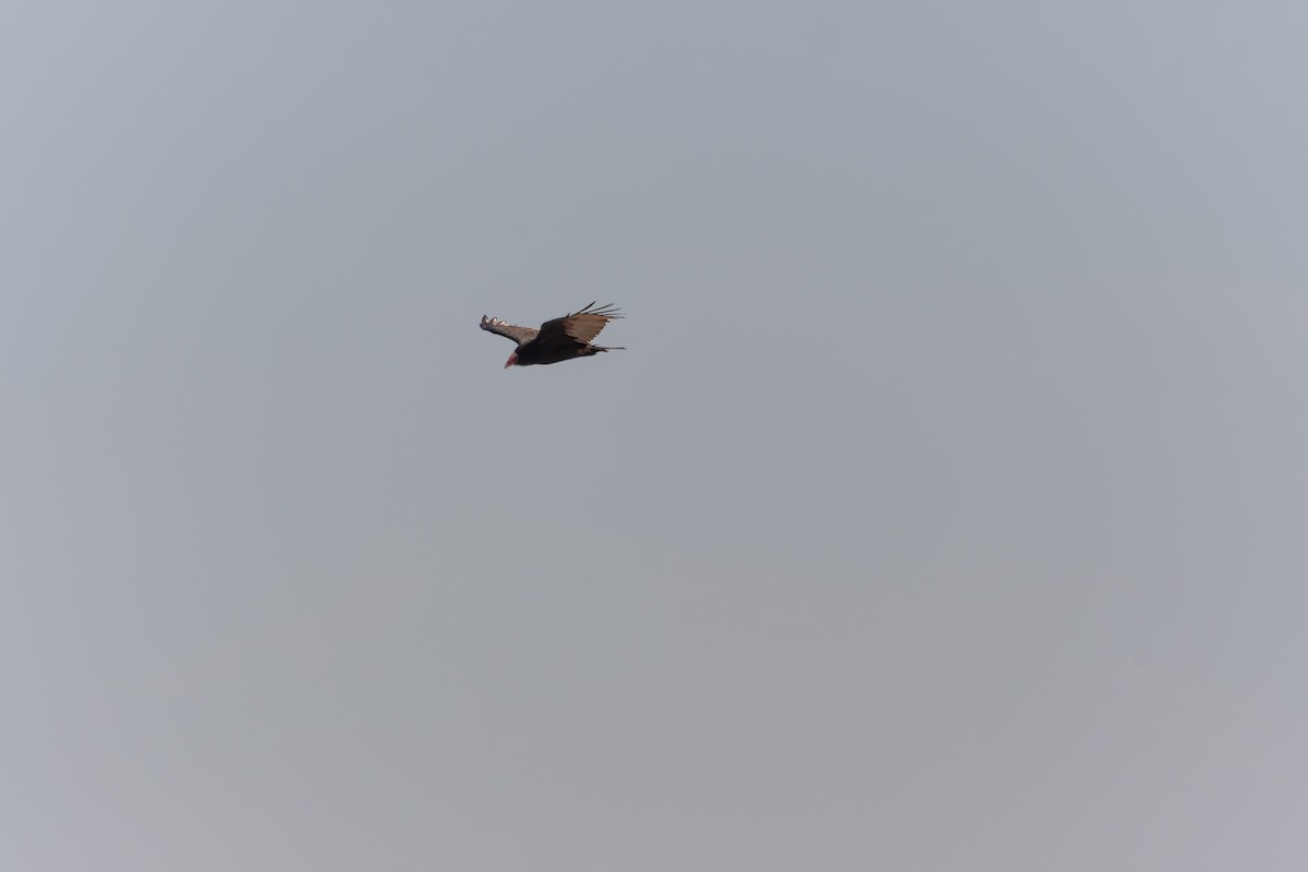 Turkey Vulture - ML634183471