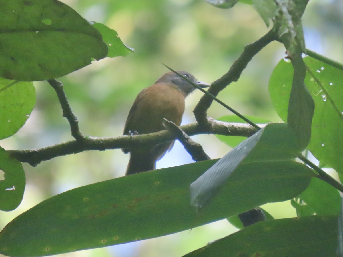 Uniform Antshrike - ML634183482