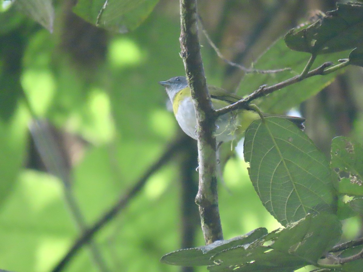 Ashy-throated Chlorospingus - ML634183497