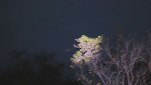 ラケットヨタカ - ML634183513