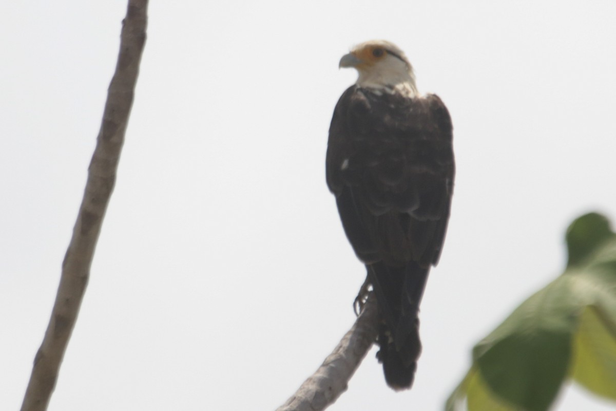 Yellow-headed Caracara - ML634183515
