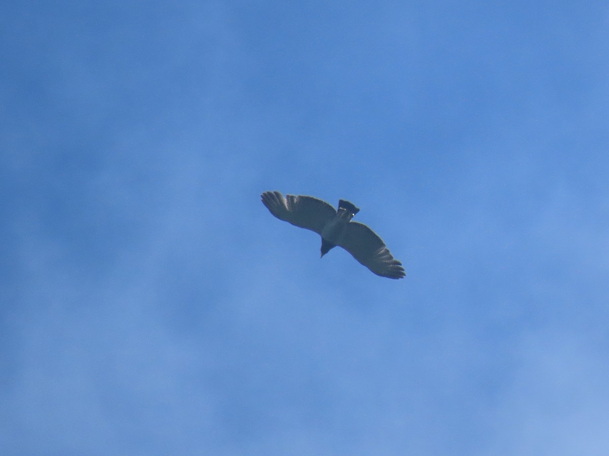 Barred Hawk - ML634183528