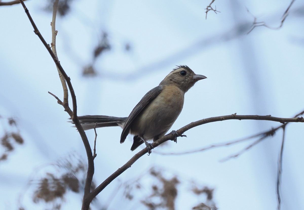 Red-breasted Chat - ML634183540