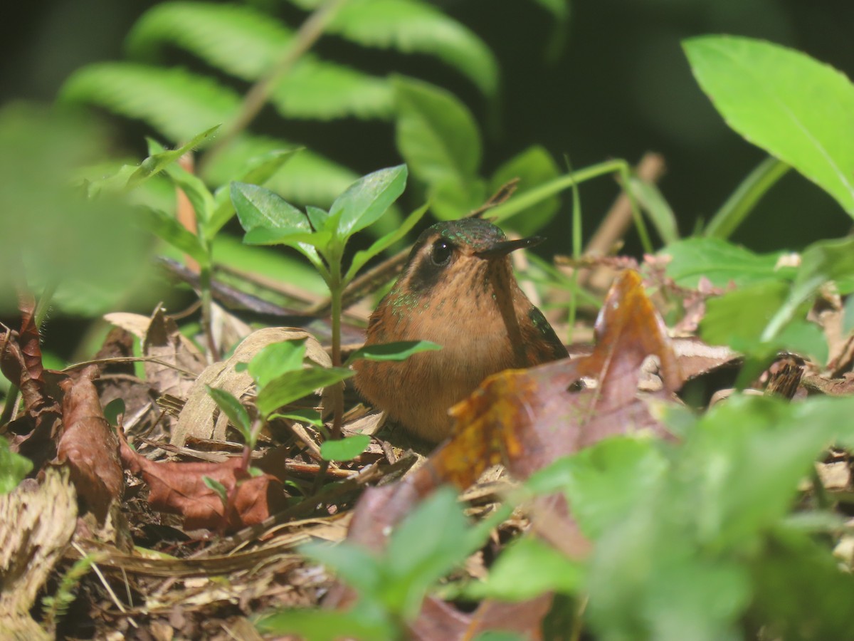 sylfa mozaiková - ML634183565