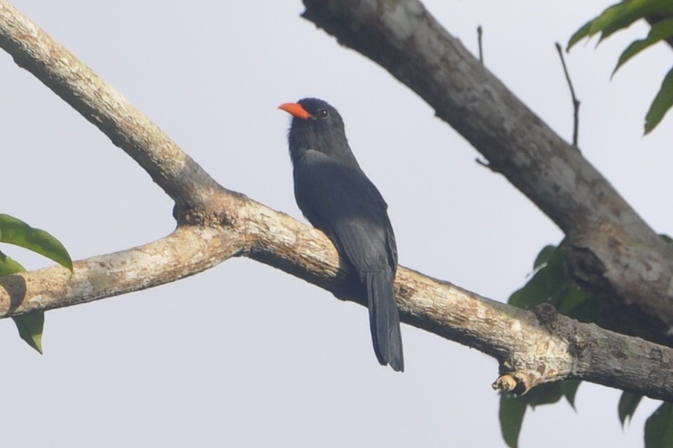 Black-fronted Nunbird - ML634183568